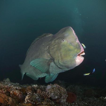Waisai Coriana Dive Resort מראה חיצוני תמונה