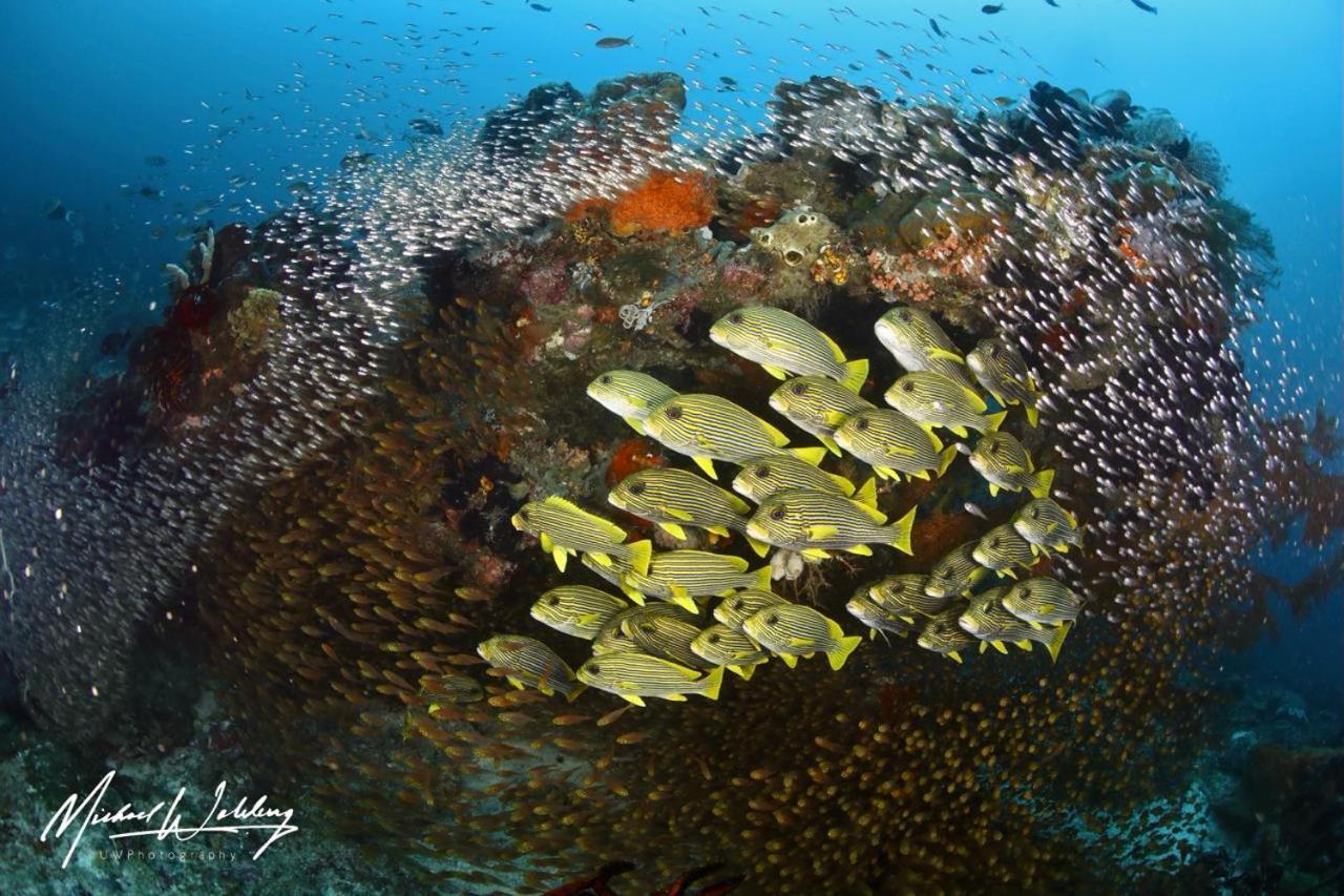 Waisai Coriana Dive Resort מראה חיצוני תמונה